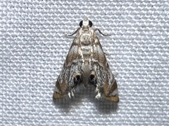 Eoparargyractis irroratalis