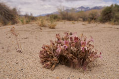 Aphyllon corymbosum