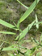 Dichanthelium scabriusculum