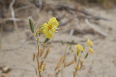 Chylismia claviformis lancifolia
