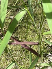 Dichanthelium scabriusculum