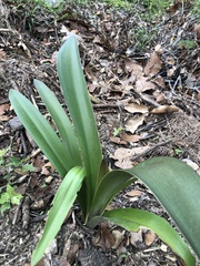 Hippeastrum hybridum