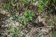 Distimake dissectus dissectus