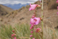 Penstemon floridus
