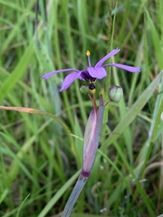 Sisyrinchium hitchcockii