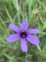 Sisyrinchium hitchcockii
