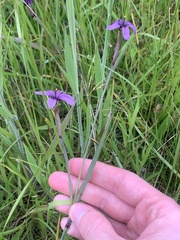 Sisyrinchium hitchcockii