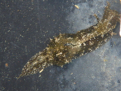 Stylocheilus striatus