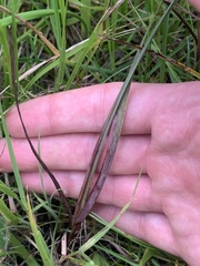 Sisyrinchium hitchcockii