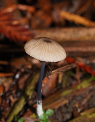 Entoloma albidocoeruleum