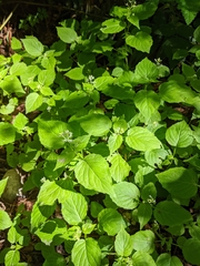 Circaea alpina pacifica