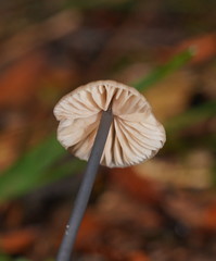 Entoloma albidocoeruleum