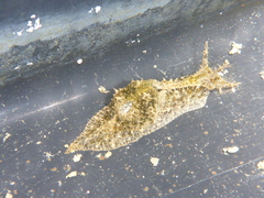 Stylocheilus striatus