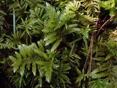 Homalothecium megaptilum