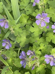 Geranium erianthum