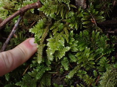 Homalothecium megaptilum