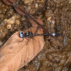 Macrothemis pseudimitans