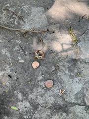 Sylviocarcinus piriformis