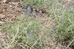 Lupinus argenteus palmeri