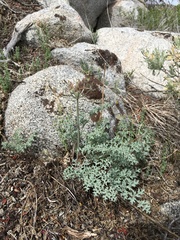 Lomatium rigidum