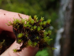 Racomitrium ryszardii
