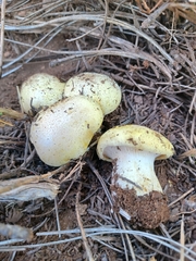 Cantharocybe gruberi
