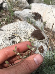 Lomatium rigidum