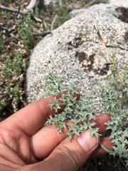 Lomatium rigidum