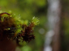 Racomitrium ryszardii