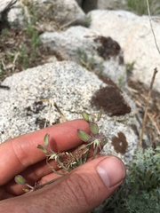 Lomatium rigidum