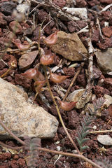 Astragalus inyoensis