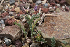 Astragalus inyoensis