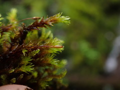 Racomitrium ryszardii