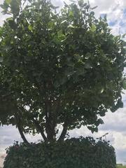 Magnoliopsida