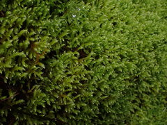 Brachythecium frigidum