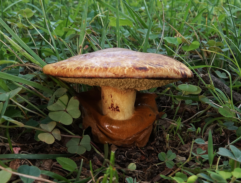 Leathery-veiled Bolete
