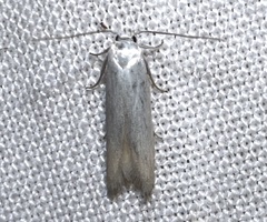 Calosima dianella