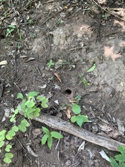 Sylviocarcinus piriformis