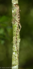 Enyalius iheringii
