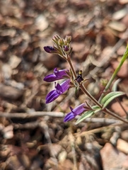 Collinsia greenei