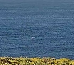 Eschrichtius robustus