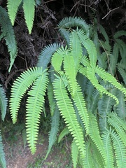 Gleichenella pectinata