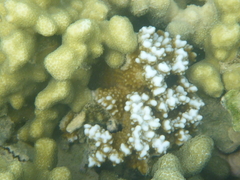 Montipora capitata