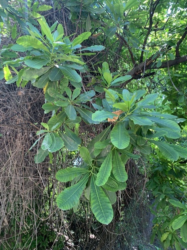 Anacardium excelsum - Whole tree