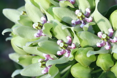 Asclepias viridis