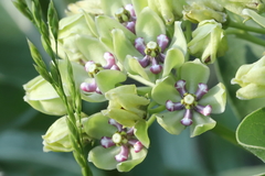 Asclepias viridis