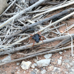 Sphodros fitchi