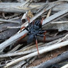 Sphodros fitchi