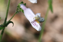 Thomisidae