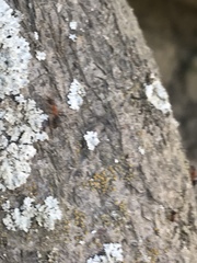 Liometopum occidentale